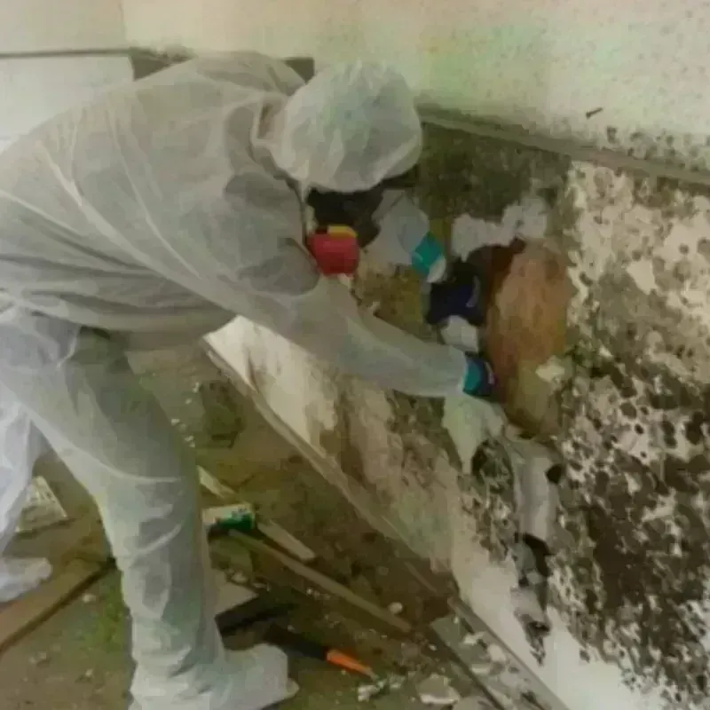 Mold Remediation and Removal in Moosup, CT